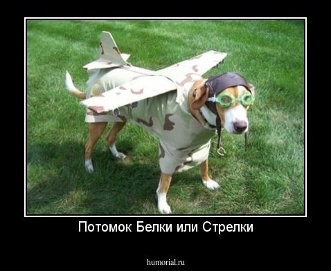 Потомок Белки или Стрелки