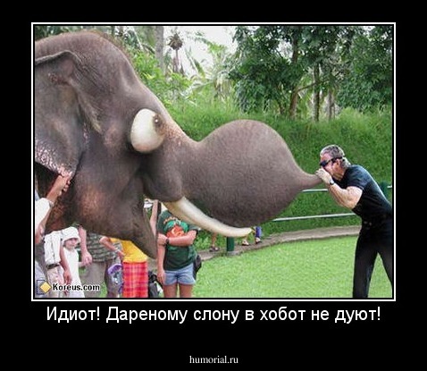 Идиот! Дареному слону в хобот не дуют!