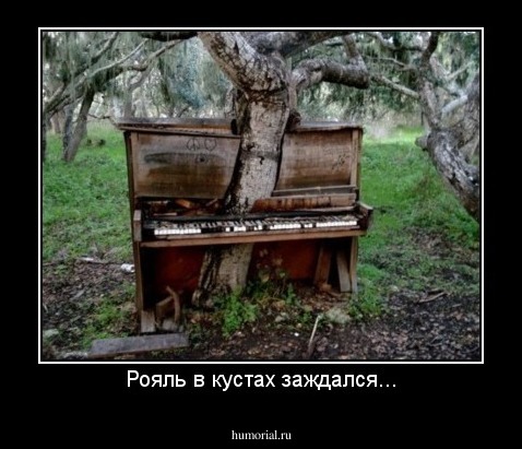 Рояль в кустах заждался...