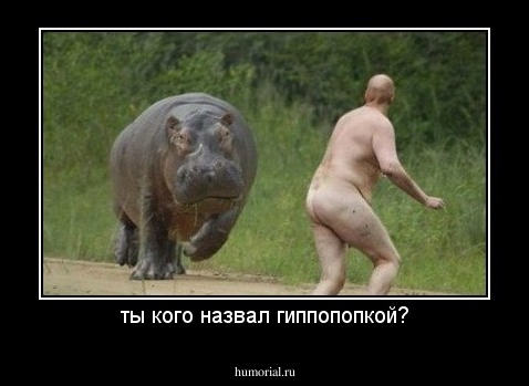 ты кого назвал гиппопопкой?