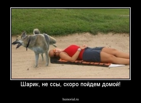 Шарик, не ссы, скоро пойдем домой!