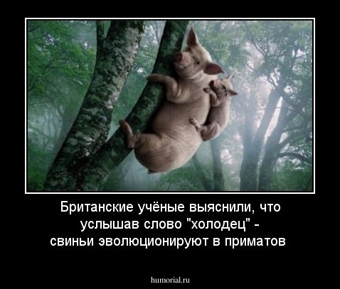 Британские учёные выяснили, что услышав слово "холодец" - свиньи эволюционируют в приматов