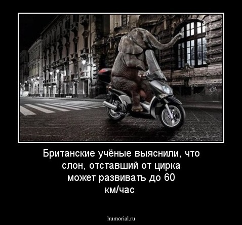 Британские учёные выяснили, что слон, отставший от цирка может развивать до 60 км/час