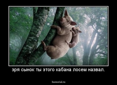 зря сынок ты этого кабана лосем назвал.