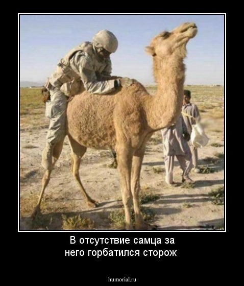 В отсутствие самца за него горбатился сторож