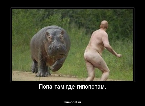 Попа там где гипопотам.