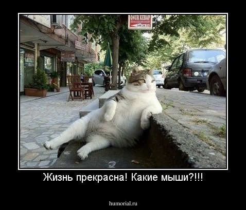 Жизнь прекрасна! Какие мыши?!!!