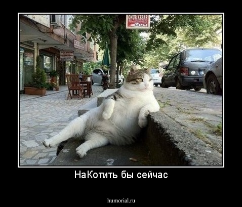 НаКотить бы сейчас