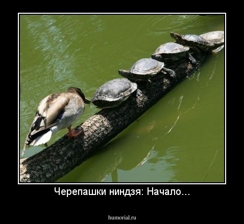 Черепашки ниндзя: Начало...