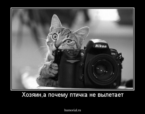 Хозяин,а почему птичка не вылетает