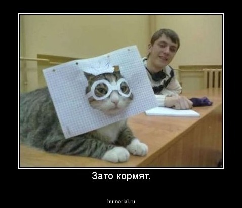 Зато кормят.