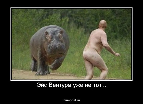 Эйс Вентура уже не тот...