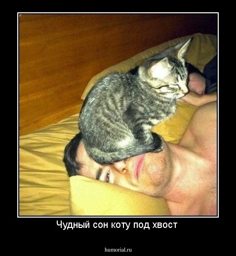 Чудный сон коту под хвост 