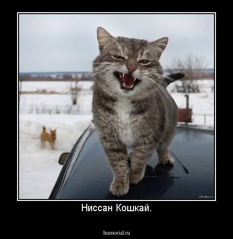 Ниссан Кошкай.