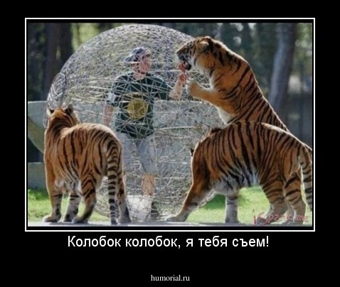 Колобок колобок, я тебя съем! 