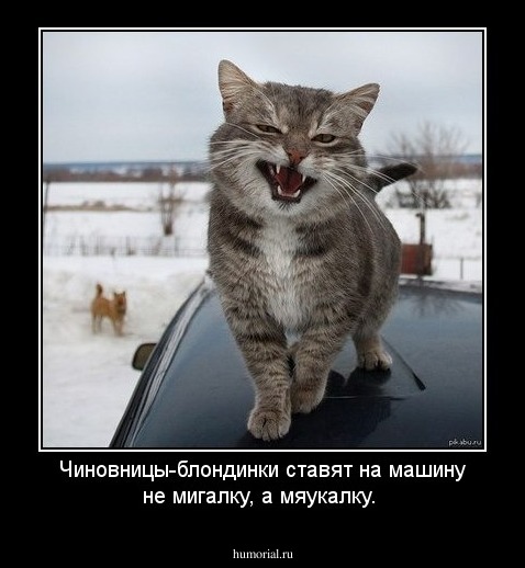 Чиновницы-блондинки ставят на машину не мигалку, а мяукалку. 