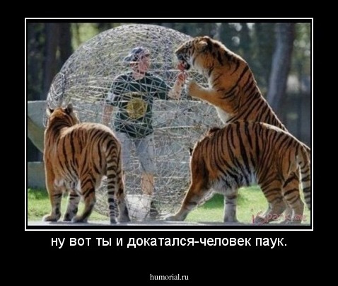 ну вот ты и докатался-человек паук.