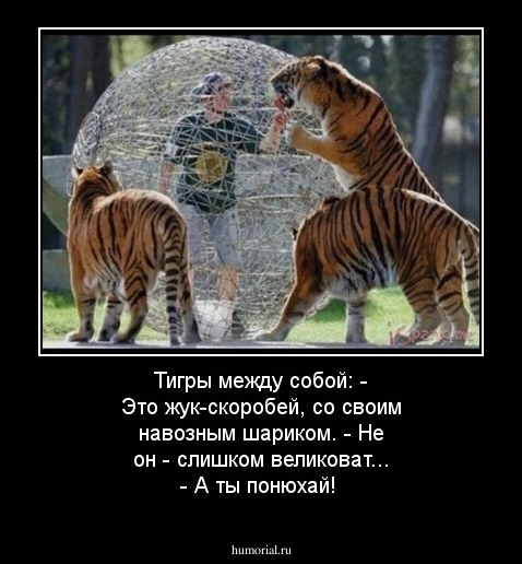 Тигры между собой: - Это жук-скоробей, со своим навозным шариком.
- Не он - слишком великоват...
- А ты понюхай!