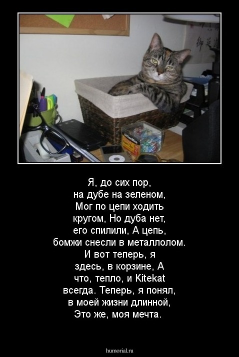 Я, до сих пор, на дубе на зеленом,
Мог по цепи ходить кругом,
Но дуба нет, его спилили,
А цепь, бомжи снесли в металлолом.
И вот теперь, я здесь, в корзине,
А что, тепло, и Kitekat всегда.
Теперь, я понял, в моей жизни длинной,
Это же, моя мечта.

