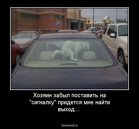 Хозяин забыл поставить на "сигналку" придется мне найти выход...