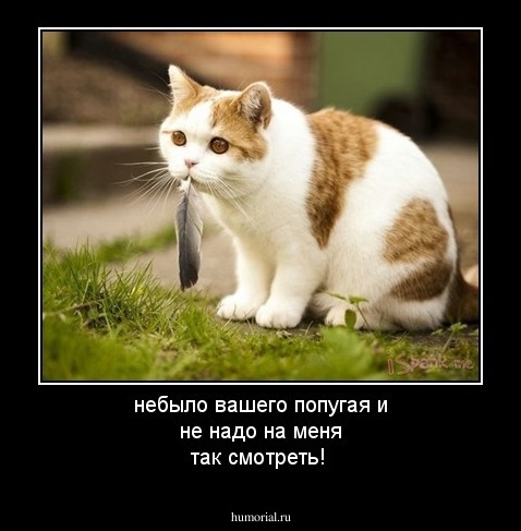 небыло вашего попугая и не надо на меня так смотреть!