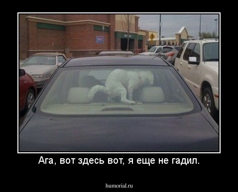 Ага, вот здесь вот, я еще не гадил.