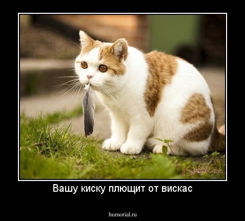 Вашу киску плющит от вискас