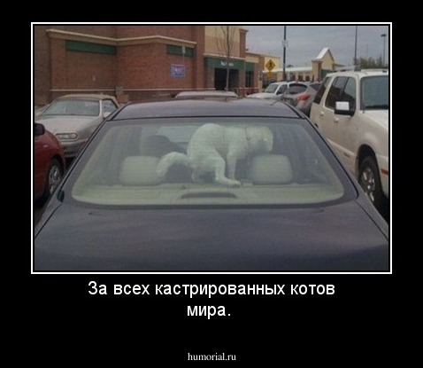За всех кастрированных котов мира.                                                                                                                                                                                                                             
