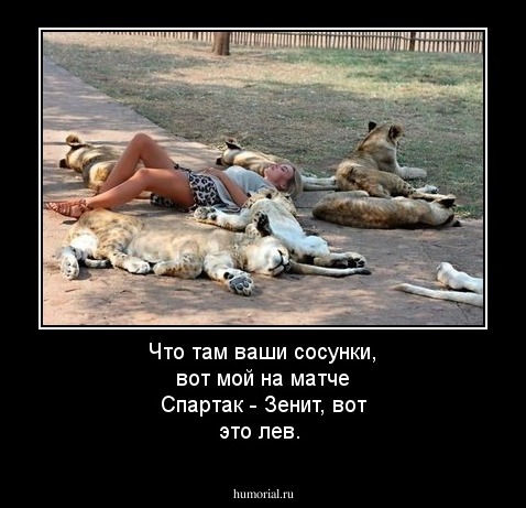 Что там ваши сосунки, вот мой на матче Спартак - Зенит, вот это лев. 