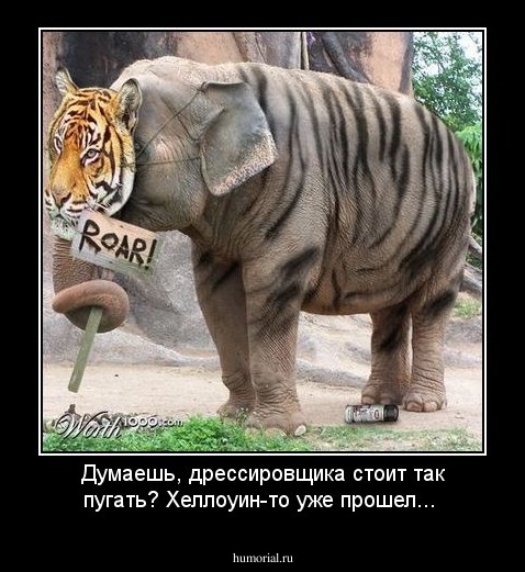 Думаешь, дрессировщика стоит так пугать? Хеллоуин-то уже прошел...