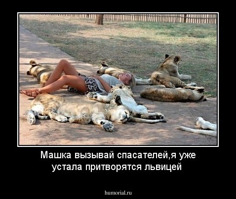 Машка вызывай спасателей,я уже устала притворятся львицей