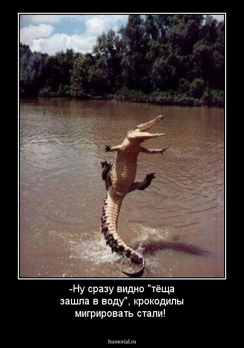 -Ну сразу видно "тёща зашла в воду", крокодилы мигрировать стали!