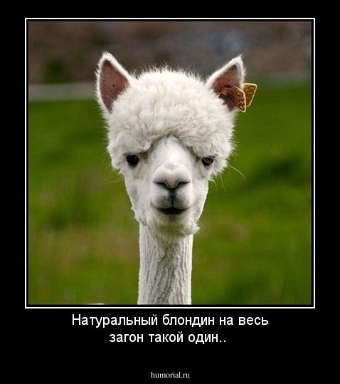 Натуральный блондин на весь загон такой один..