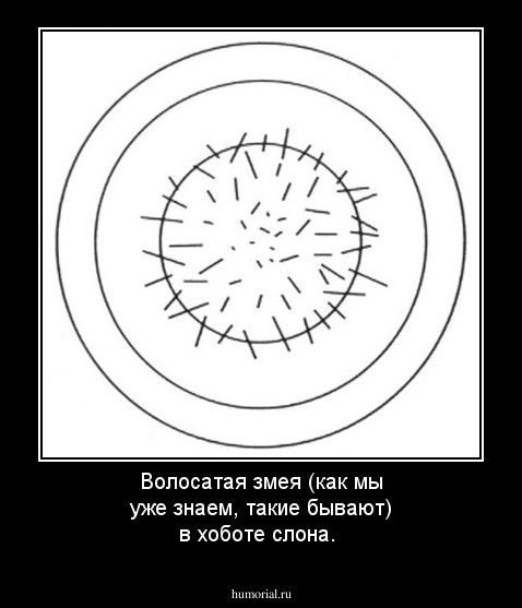 Волосатая змея (как мы уже знаем, такие бывают) в хоботе слона.