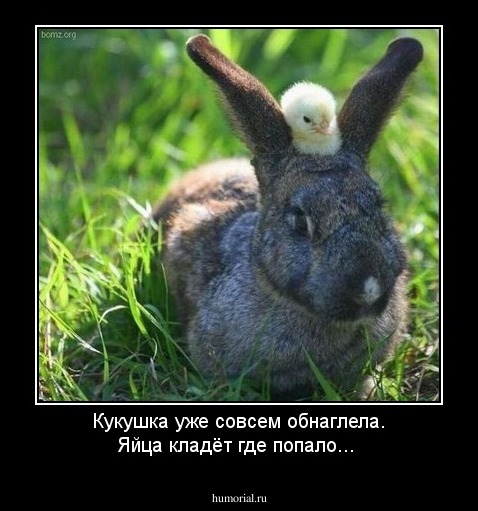 Кукушка уже совсем обнаглела. Яйца кладёт где попало...