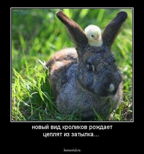 новый вид кроликов рождает цеплят из затылка...