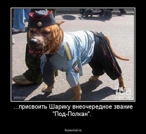 ...присвоить Шарику внеочередное звание "Под-Полкан".
