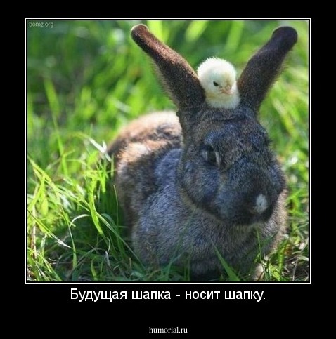 Будущая шапка - носит шапку.