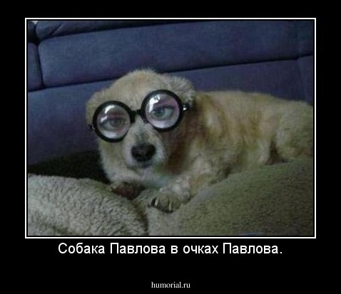 Собака Павлова в очках Павлова.