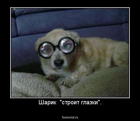 Шарик  "строит глазки".
