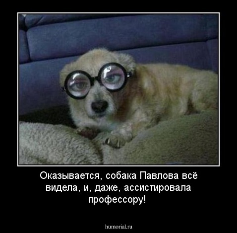 Оказывается, собака Павлова всё видела, и, даже, ассистировала профессору!