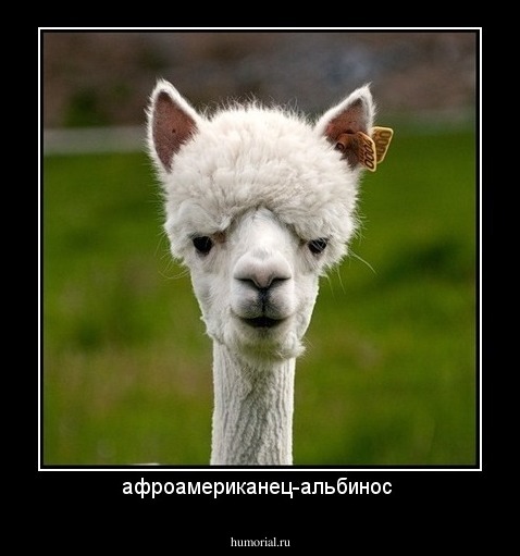 афроамериканец-альбинос 
