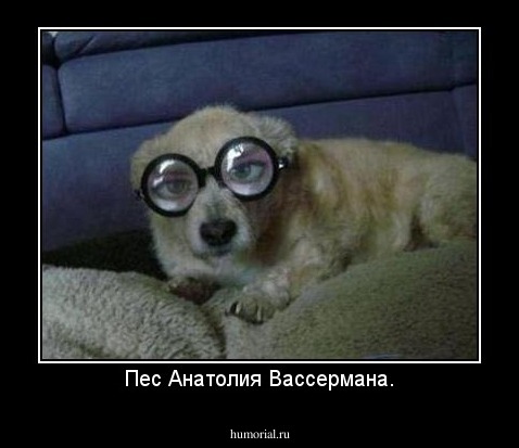 Пес Анатолия Вассермана.