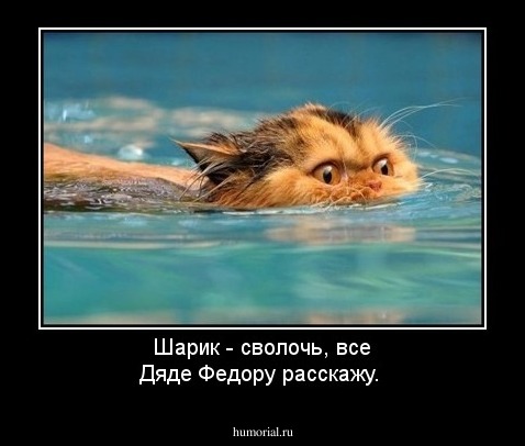 Шарик - сволочь, все Дяде Федору расскажу.