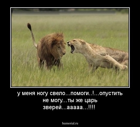 у меня ногу свело...помоги..!...опустить не могу...ты же царь зверей...ааааа...!!!!
