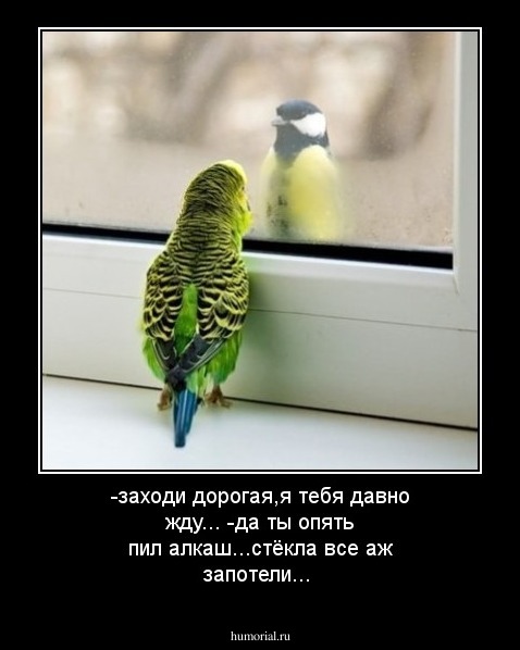 -заходи дорогая,я тебя давно жду...
-да ты опять пил алкаш...стёкла все аж запотели...