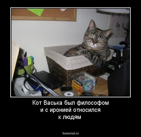 Кот Васька был философом и с иронией относился к людям