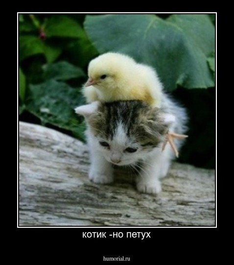 котик -но петух