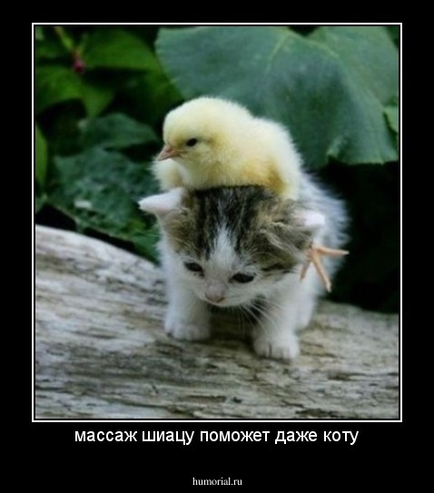 массаж шиацу поможет даже коту
