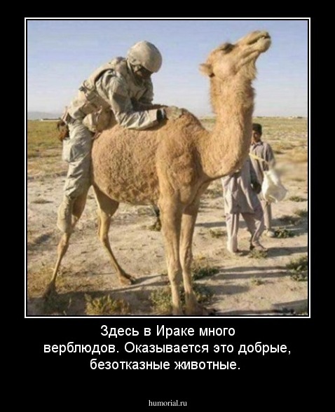 Здесь в Ираке много верблюдов. Оказывается это добрые, безотказные животные.